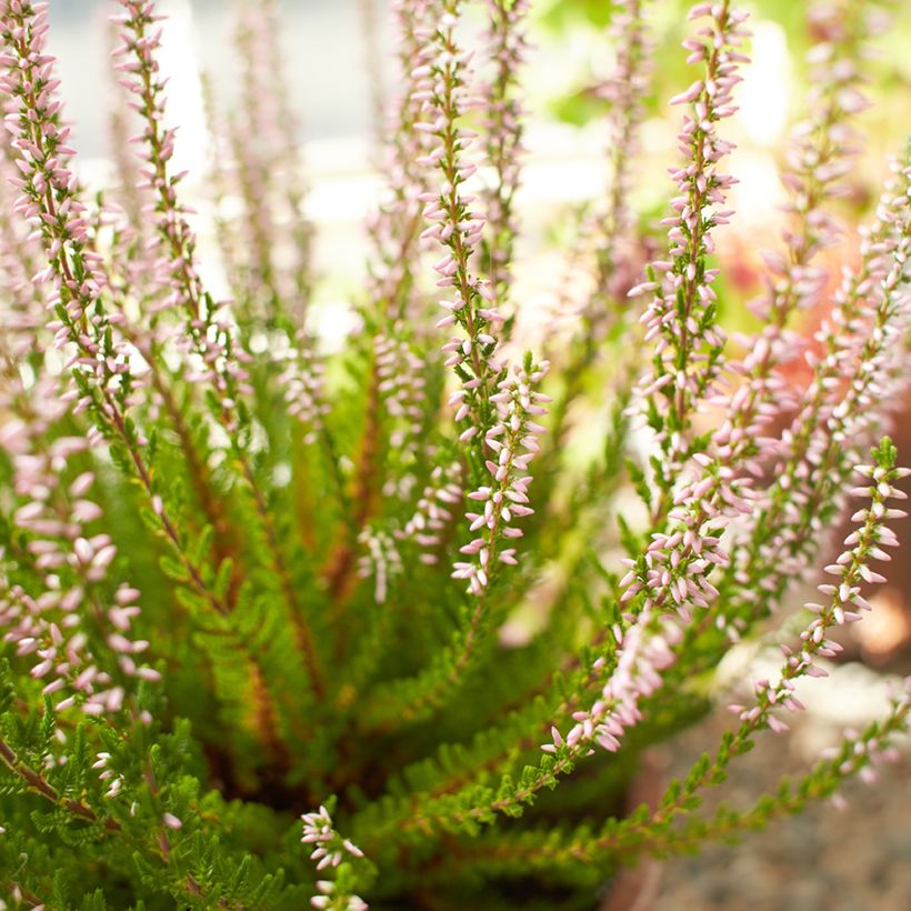 Calluna vulgaris Garden Girls Rosita - Heather (Flowering)