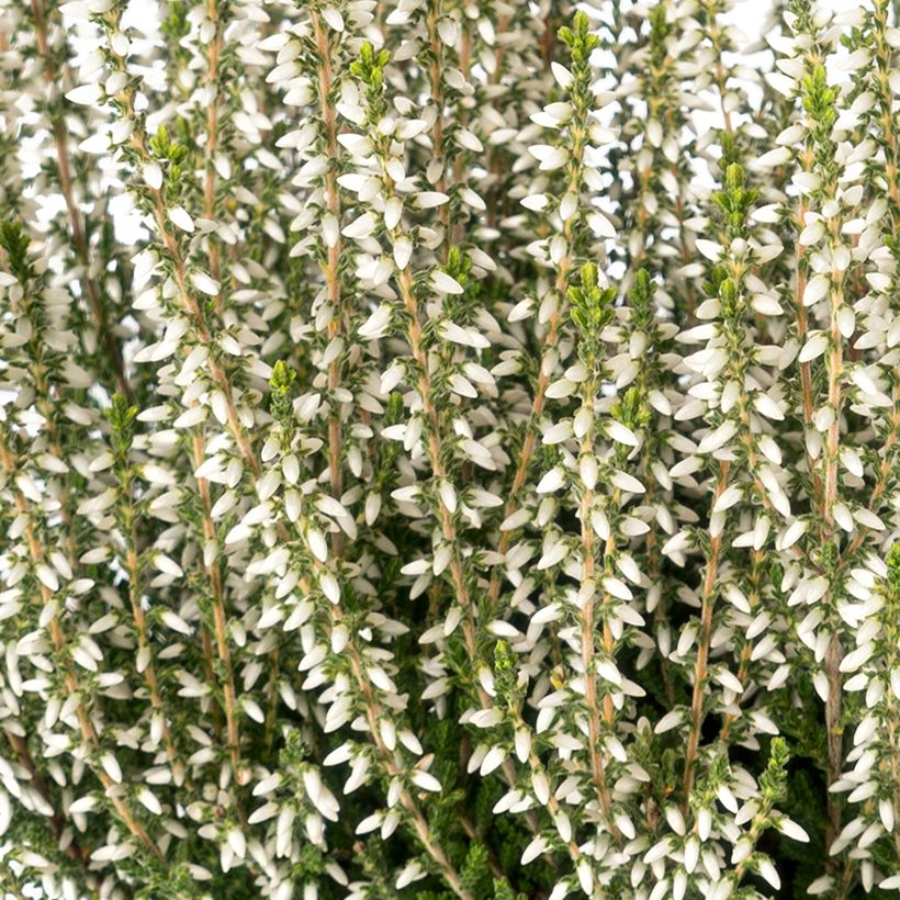 Calluna vulgaris Bettina - Heather (Flowering)