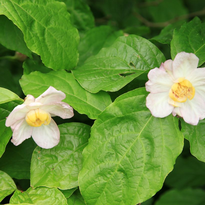 Calycanthus chinensis - Sweetshrub (Foliage)