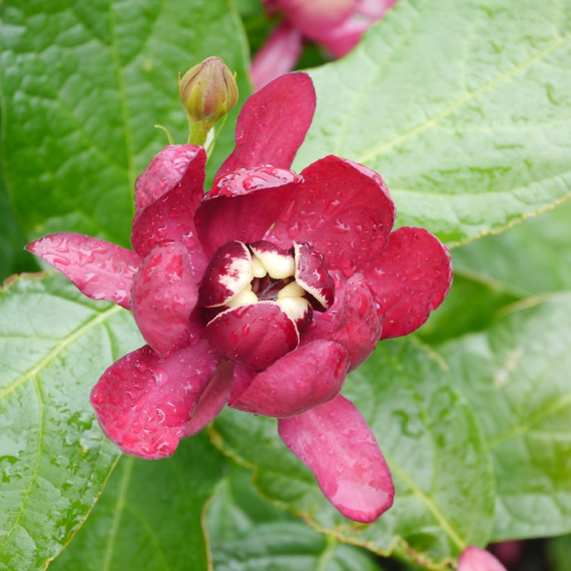 Calycanthus raulstonii Aphrodite- Sweetshrub (Flowering)