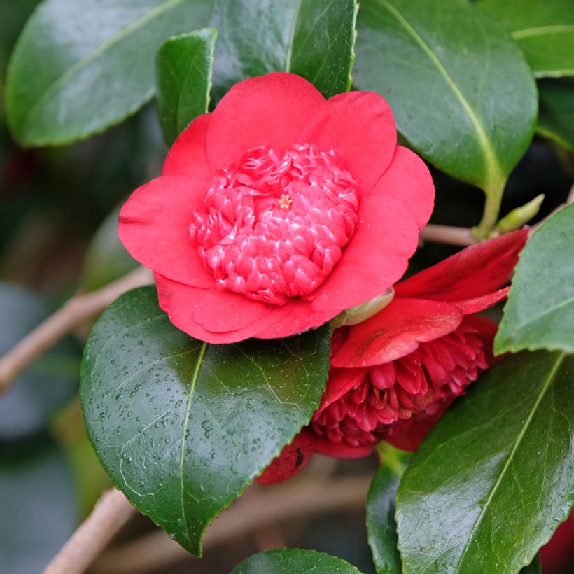 Camellia japonica Bobs Tinsie (Flowering)