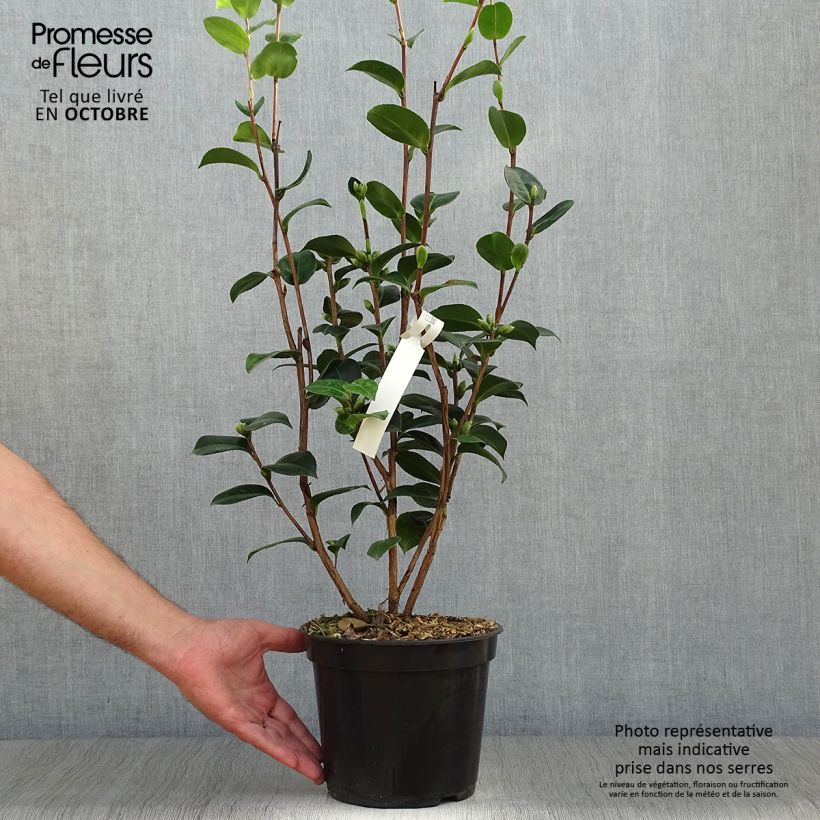 Camélia EG Waterhouse - Camellia (x) williamsii  Pot de 4L/5L sample as delivered in autumn