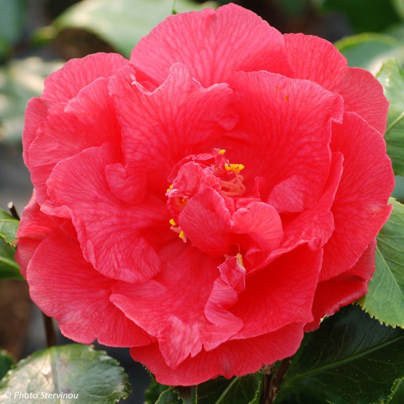 Camellia japonica Holly Bright (Flowering)