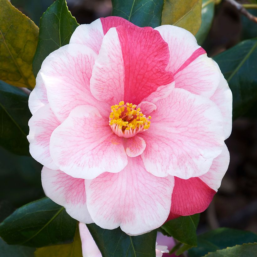 Camellia japonica Lady Vansittart (Flowering)