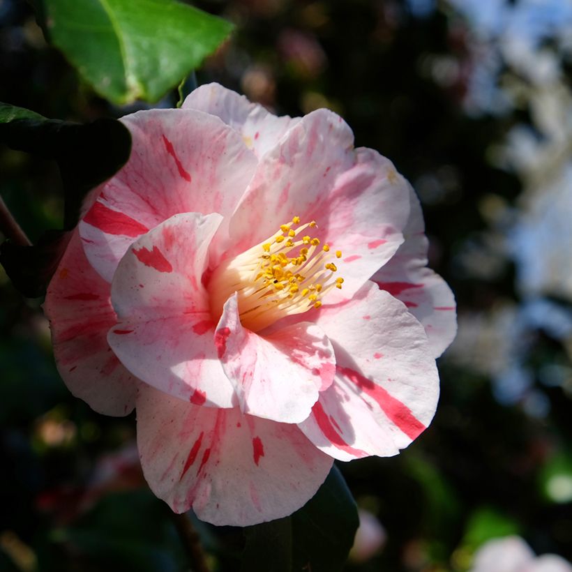 Camellia japonica Lavinia Maggi (Flowering)