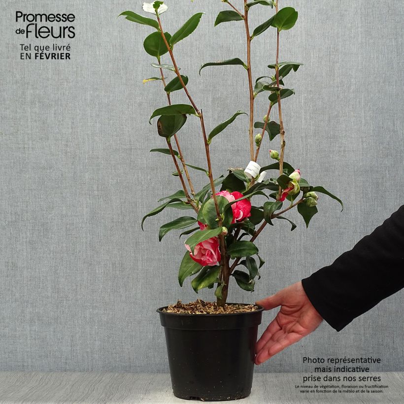 Camélia Midnight Variegated - Camellia japonica Pot de 4L/5L sample as delivered in winter