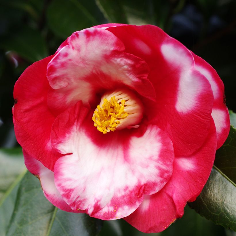 Camellia japonica Robert Lasson (Flowering)