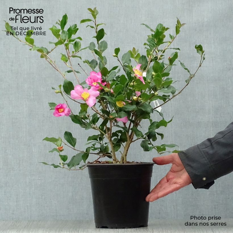 Camélia d'automne - Camellia sasanqua Cleopatra Pot de 4L/5L sample as delivered in winter