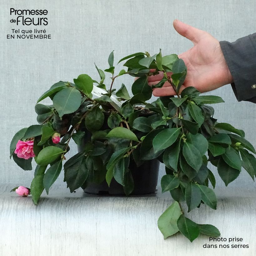 Camélia d'automne - Camellia sasanqua Waterfall Pink en pot de 4/5L sample as delivered in autumn