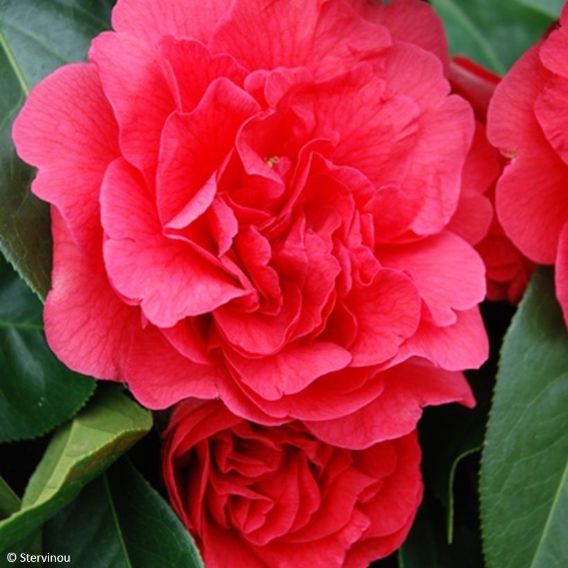 Camellia x reticulata Den Burton (Flowering)