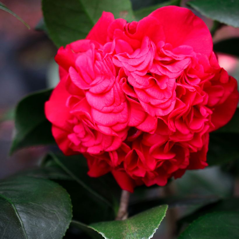 Camellia japonica Kramers Supreme (Flowering)