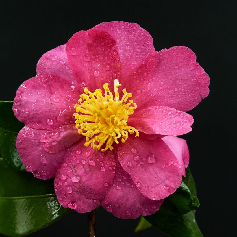 Camellia sasanqua Belinda (Flowering)