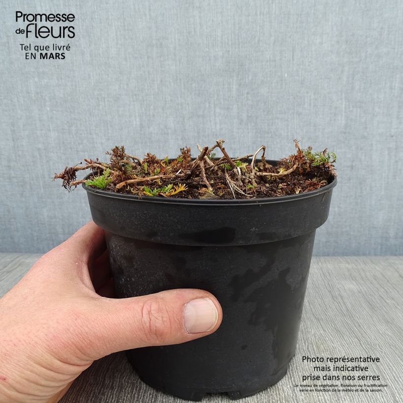 Camomille Romaine - Chamaemelum nobile Ligulosum en pot de 2L/3L sample as delivered in winter