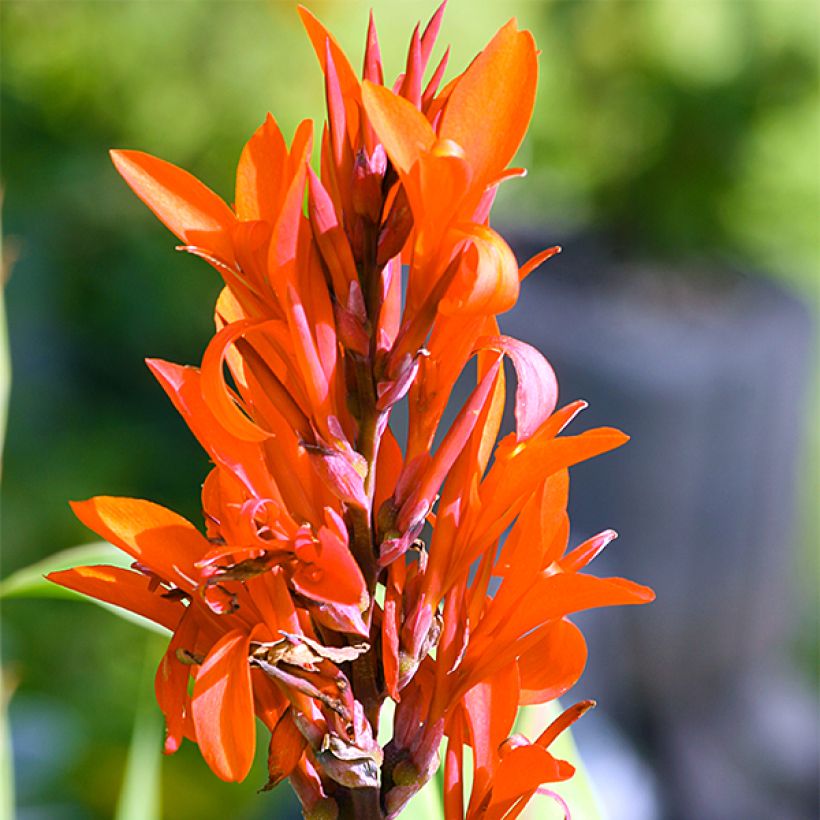 Canna Marabout - Indian shot (Flowering)