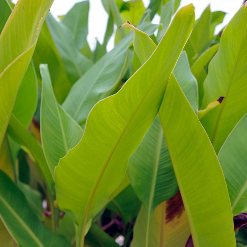 Canna Strasbourg - Indian shot (Foliage)