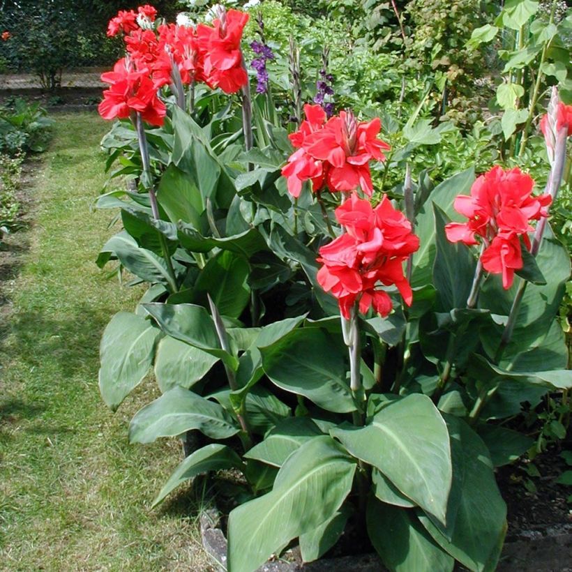 Canna Strasbourg - Indian shot (Plant habit)