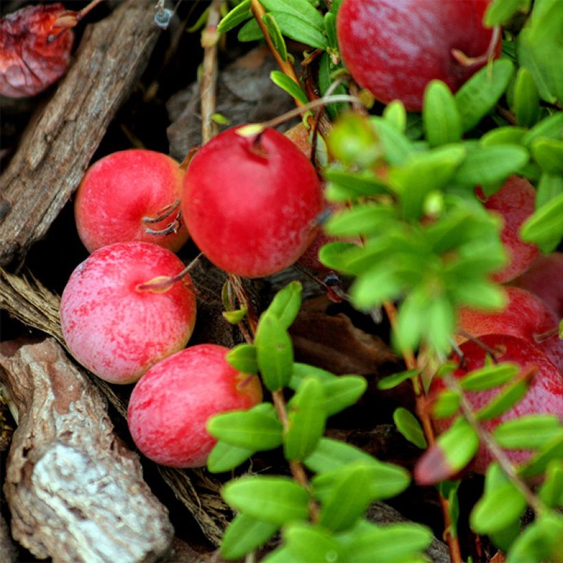 Vaccinium Early Black - Cranberry (Harvest)