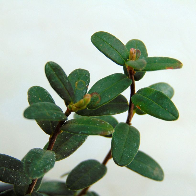 Vaccinium Early Black - Cranberry (Foliage)