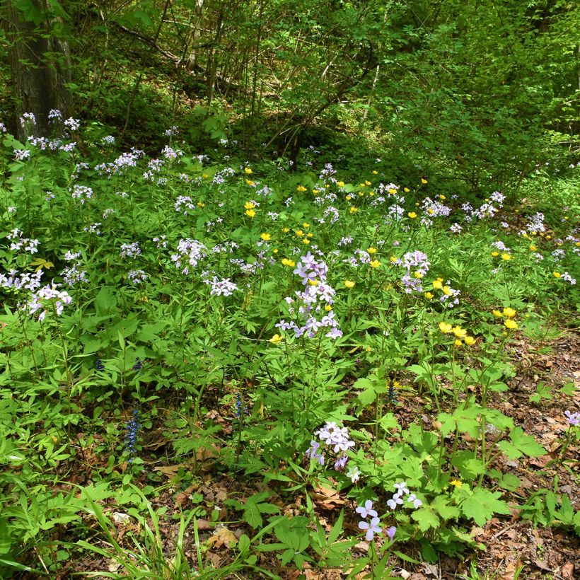 Cardamine bulbifera (Plant habit)