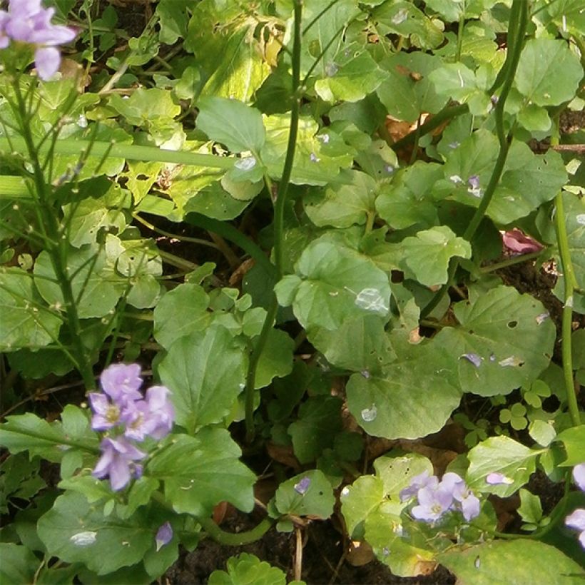 Cardamine raphanifolia (Foliage)