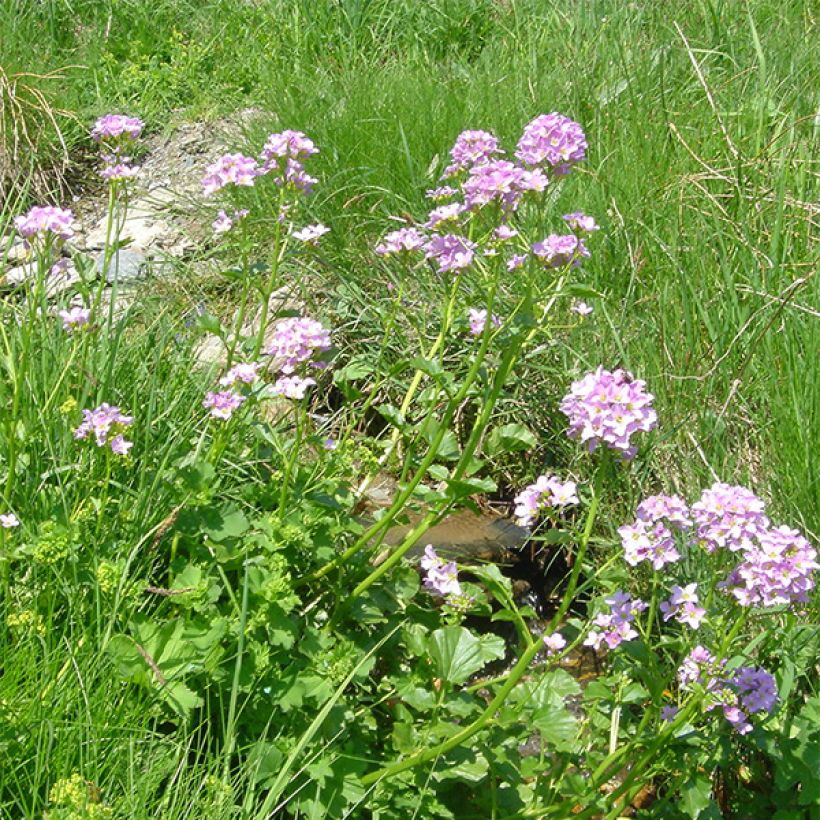 Cardamine raphanifolia (Flowering)