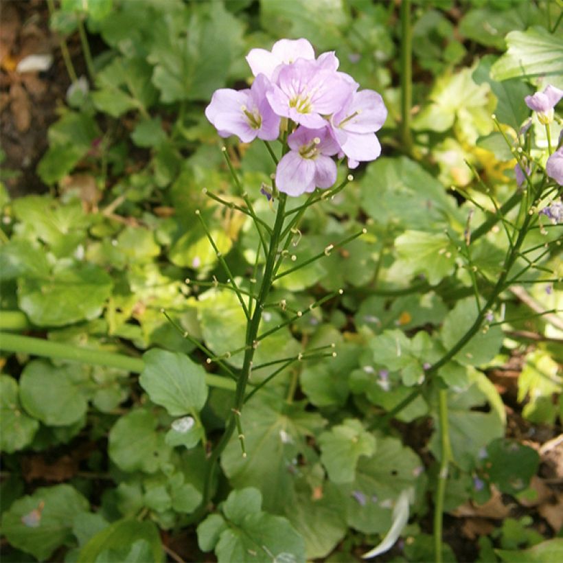 Cardamine raphanifolia (Plant habit)