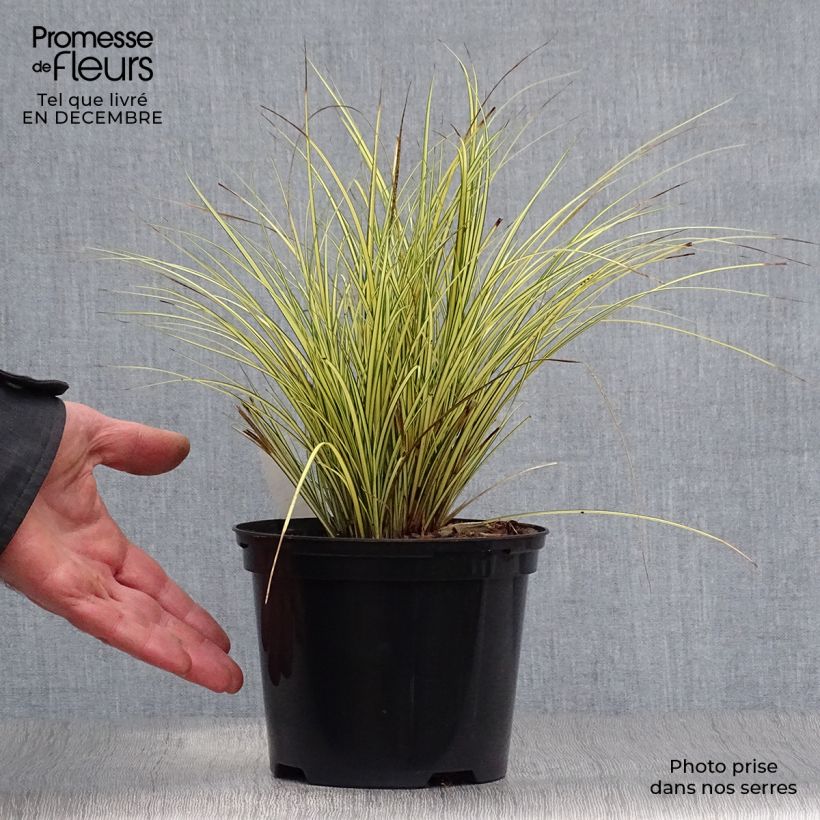 Carex brunnea Jenneke - Laîche - pot de 2L/3L sample as delivered in winter