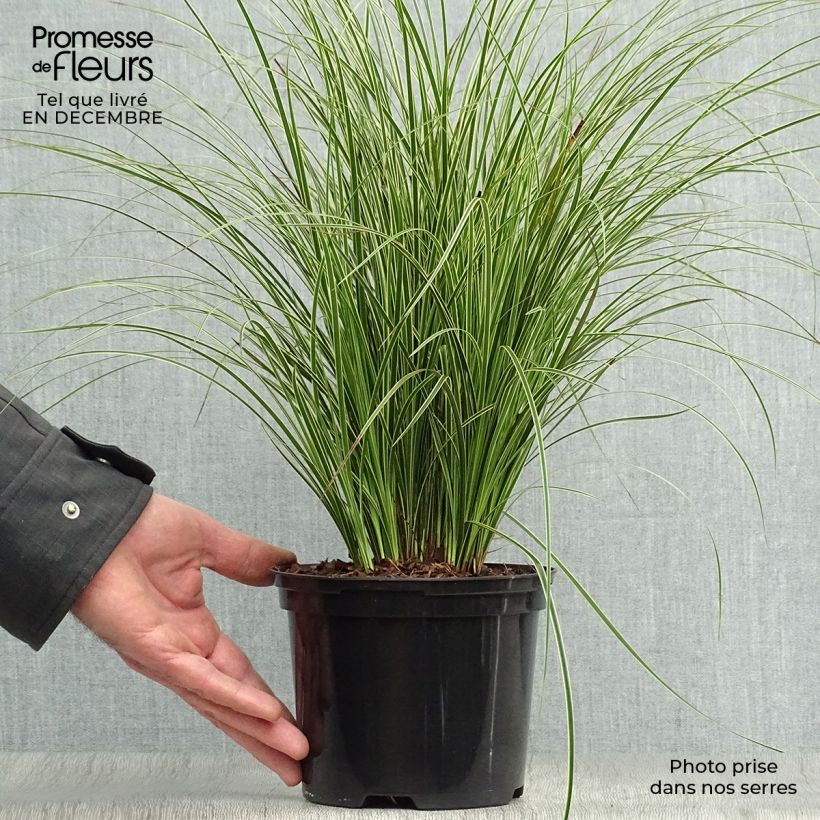 Carex brunnea Variegata - Laîche - Pot de 2L/3L sample as delivered in winter