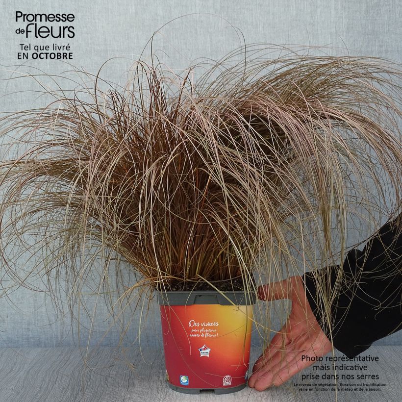 Carex comans Bronze Form en pot de 2L/3L sample as delivered in autumn