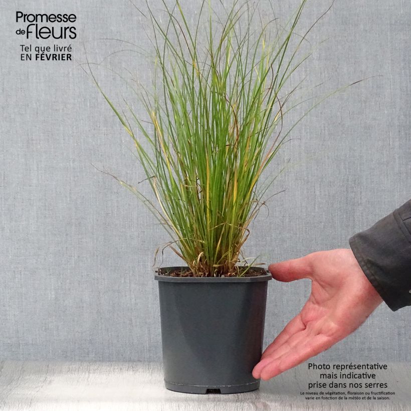 Carex flagellifera en pot de 2L sample as delivered in winter