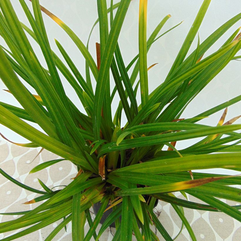 Carex morrowii Irish Green (Foliage)