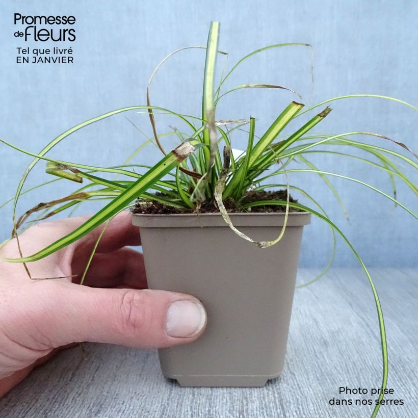 Carex oshimensis Eversheen - Laîche d'Oshima Godet de 9cm sample as delivered in winter