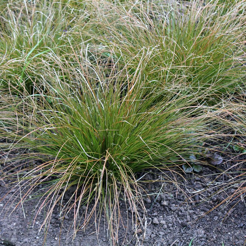 Carex testacea Prairie Fire (Plant habit)