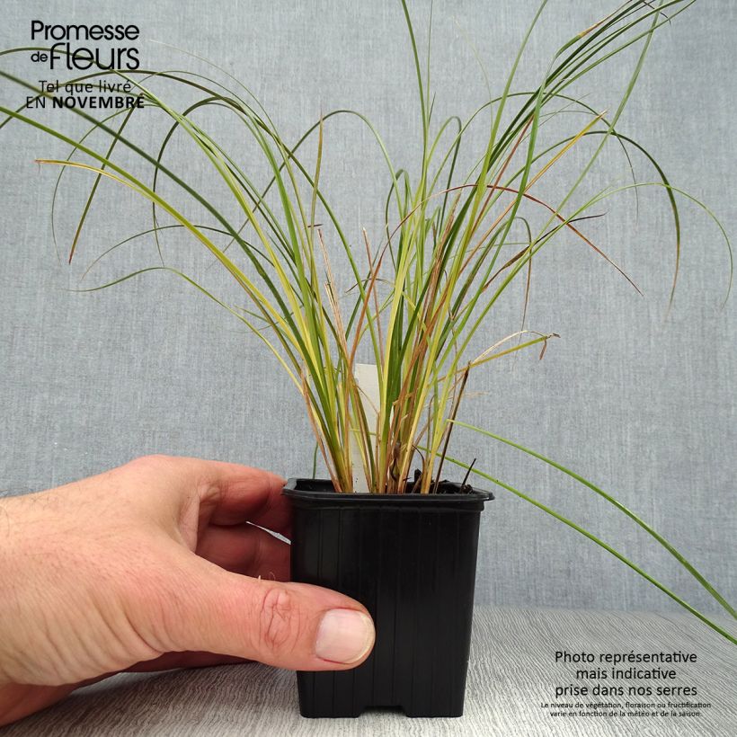 Carex testacea Prairie Fire en godet de 8cm sample as delivered in autumn