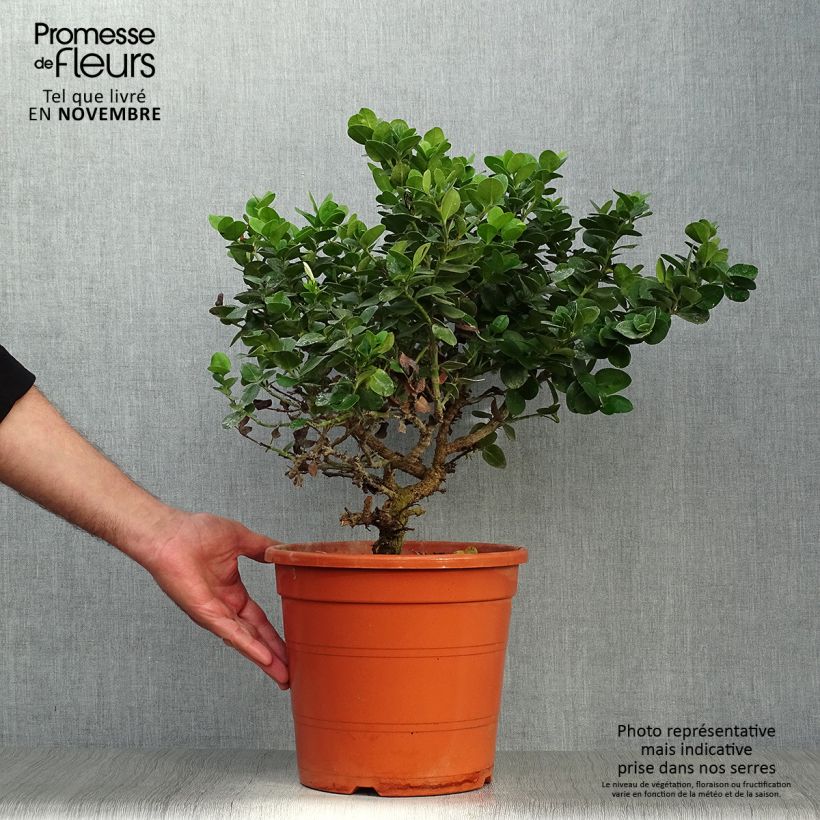 Carissa macrocarpa - Prunier du Natal en pot de 7,5L/10L sample as delivered in autumn