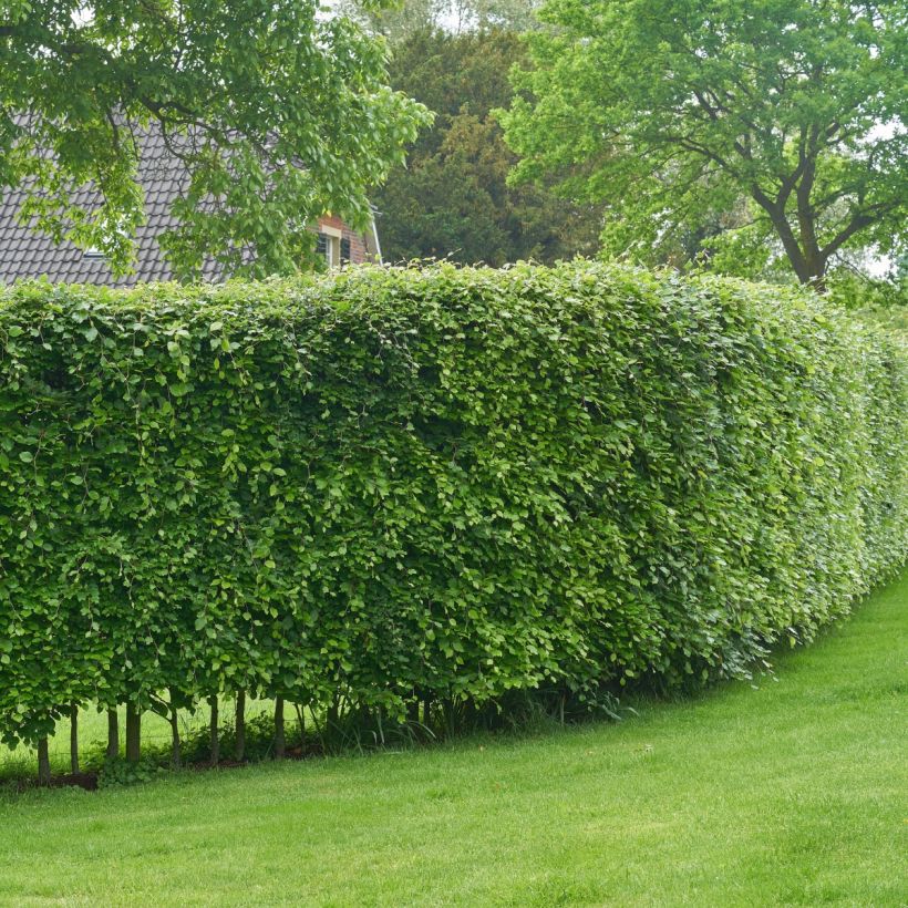 Carpinus betulus - Hornbeam (Plant habit)