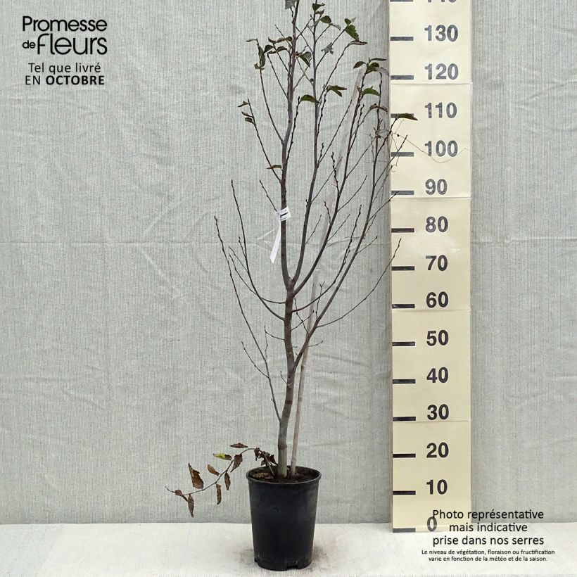 Carpinus betulus Orange Retz - Charme commun  Pot de 4L/5L sample as delivered in autumn