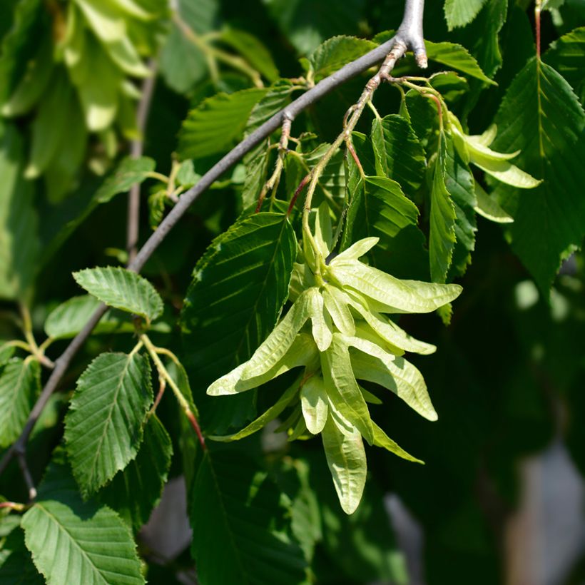 Carpinus betulus Pendula - Hornbeam (Flowering)