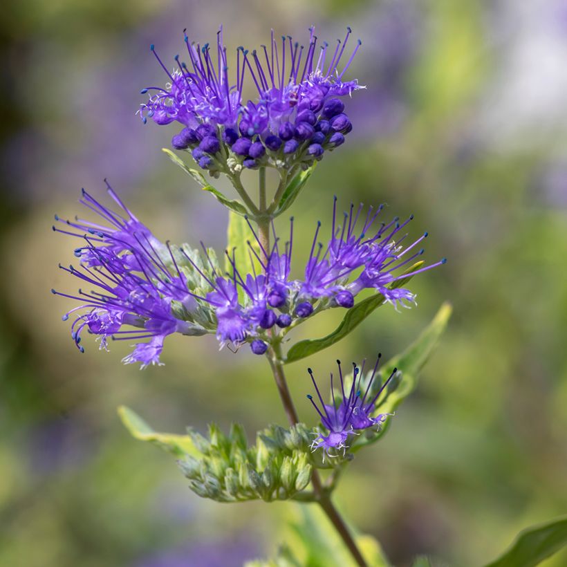 Caryopteris x clandonensis Kew Blue - Bluebeard (Flowering)