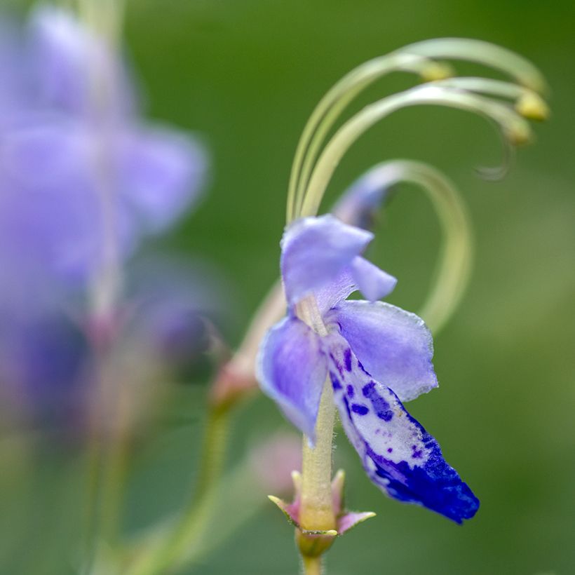 Caryopteris divaricata (Flowering)