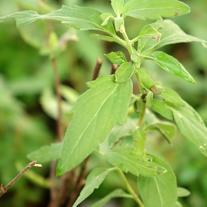 Caryopteris clandonensis Camara Pink - Bluebeard (Foliage)