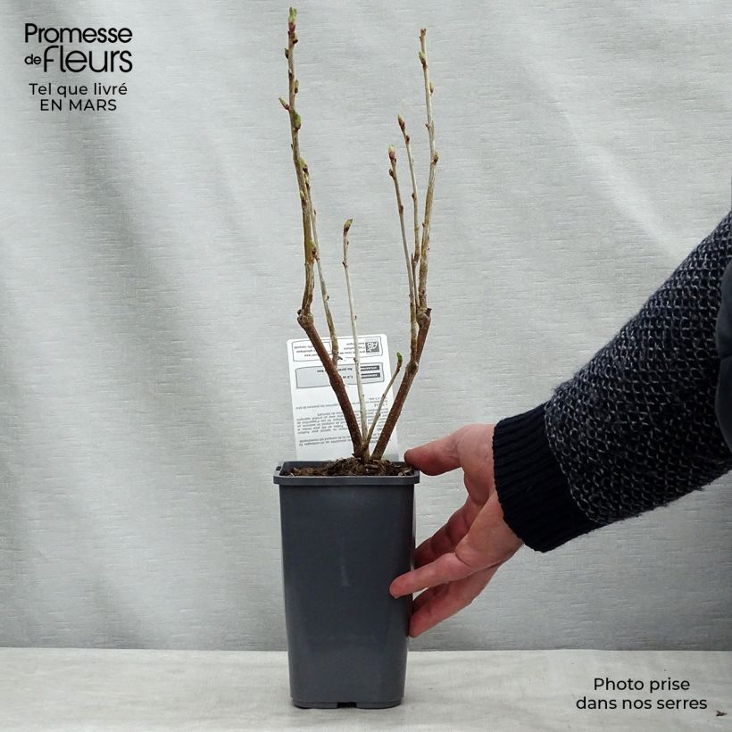 Cassissier Andega Bio Pot de 1,5L/2L sample as delivered in winter