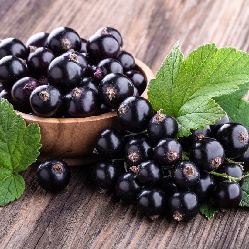 Blackcurrant Merveille De Gironde - Ribes nigrum (Harvest)