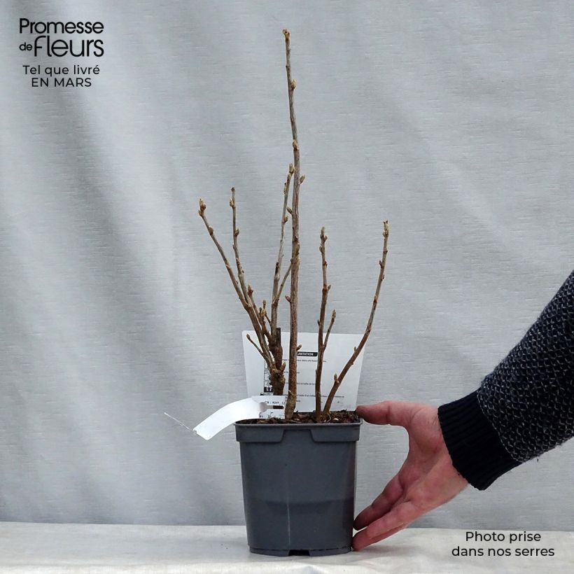 Cassissier Perles d'Auvergne - Georges Delbard Pot de 2L/3L sample as delivered in winter