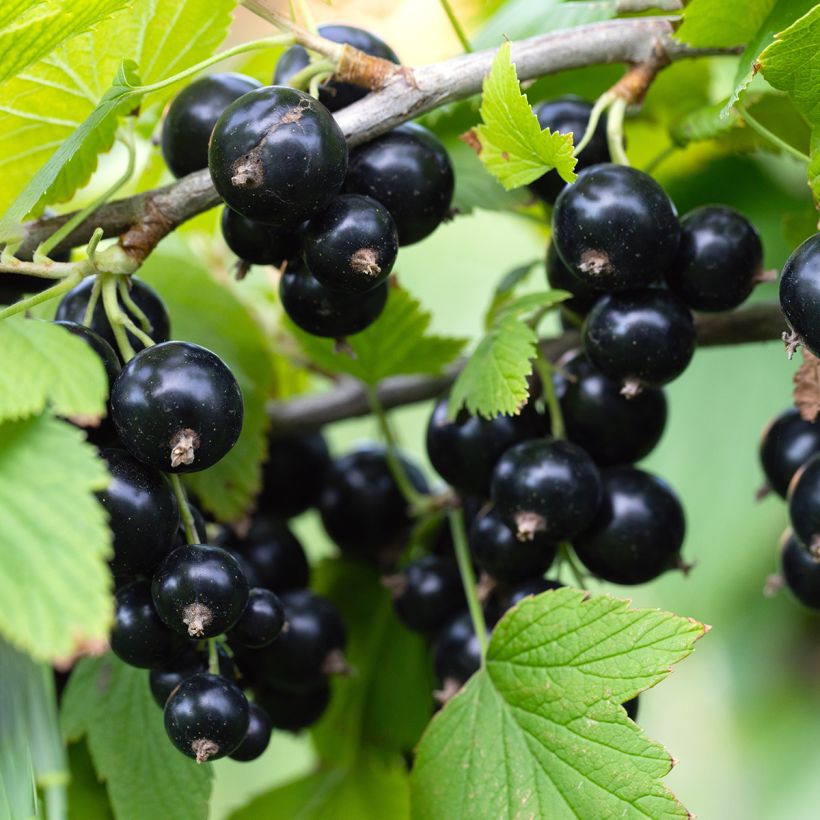 Blackcurrant Organic Titania - Ribes nigrum (Harvest)