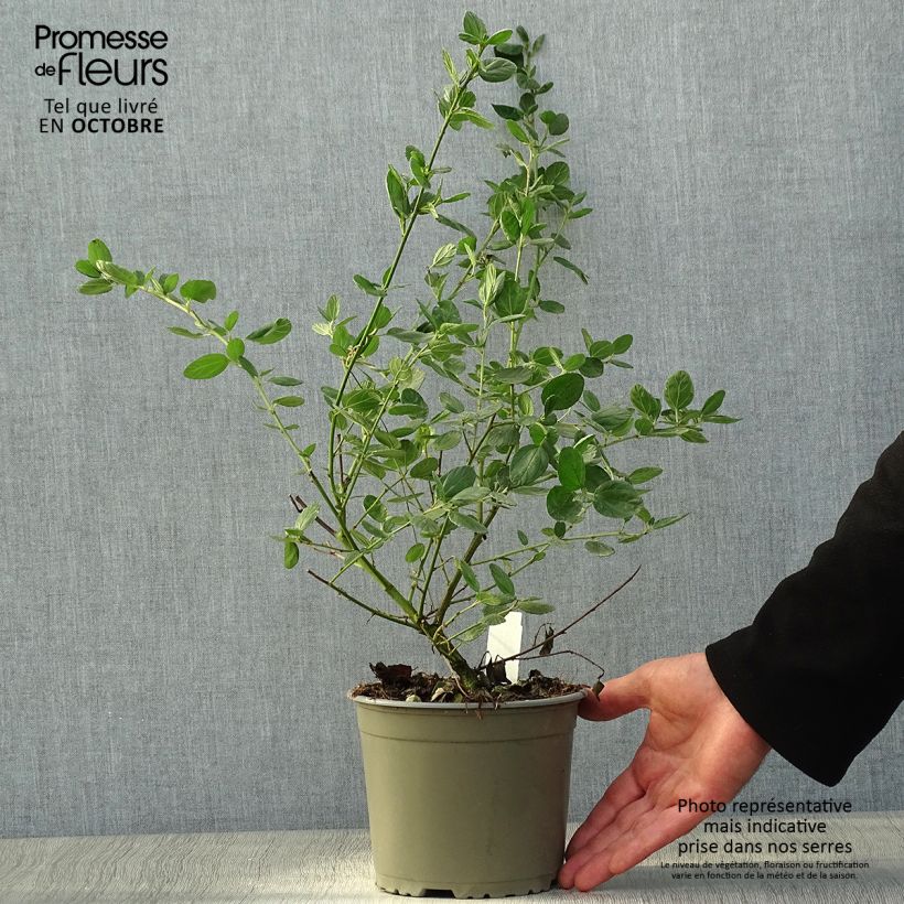 Céanothe griseus Yankee Point - Lilas de Californie  Pot de 2L/3L sample as delivered in autumn