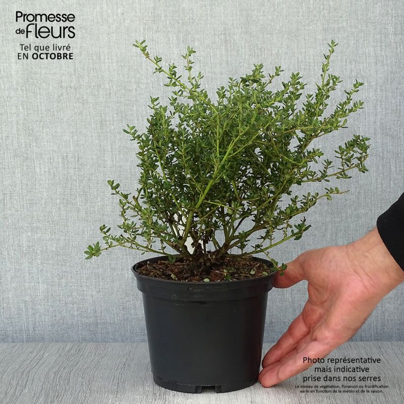 Céanothe impressus Puget Blue - Lilas de Californie Pot de 2L/3L sample as delivered in autumn