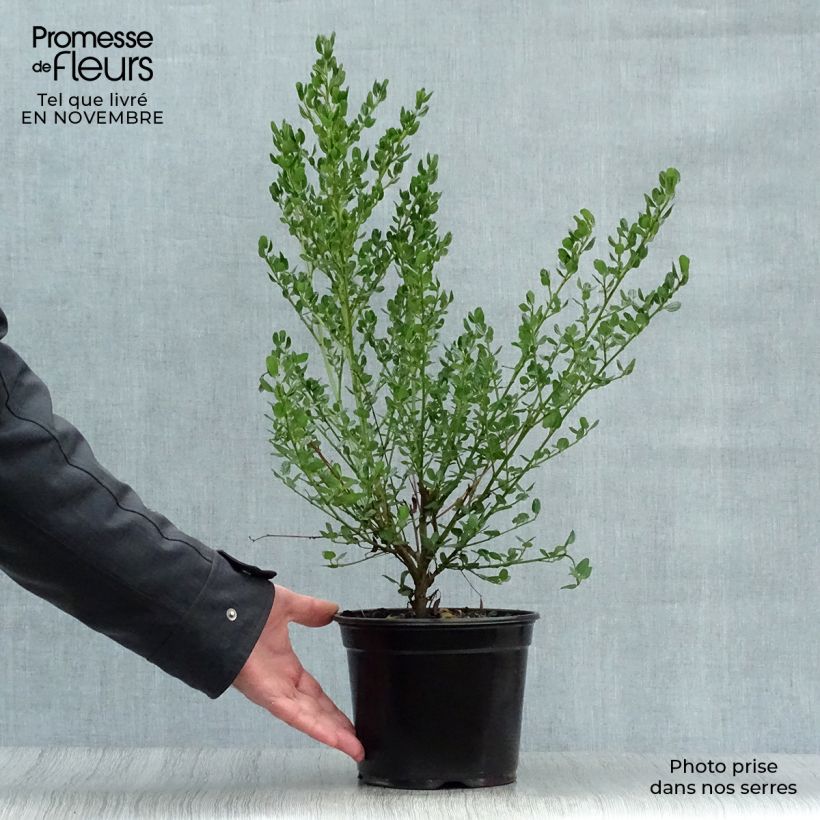 Céanothe impressus Victoria Pot de 2L/3L sample as delivered in autumn