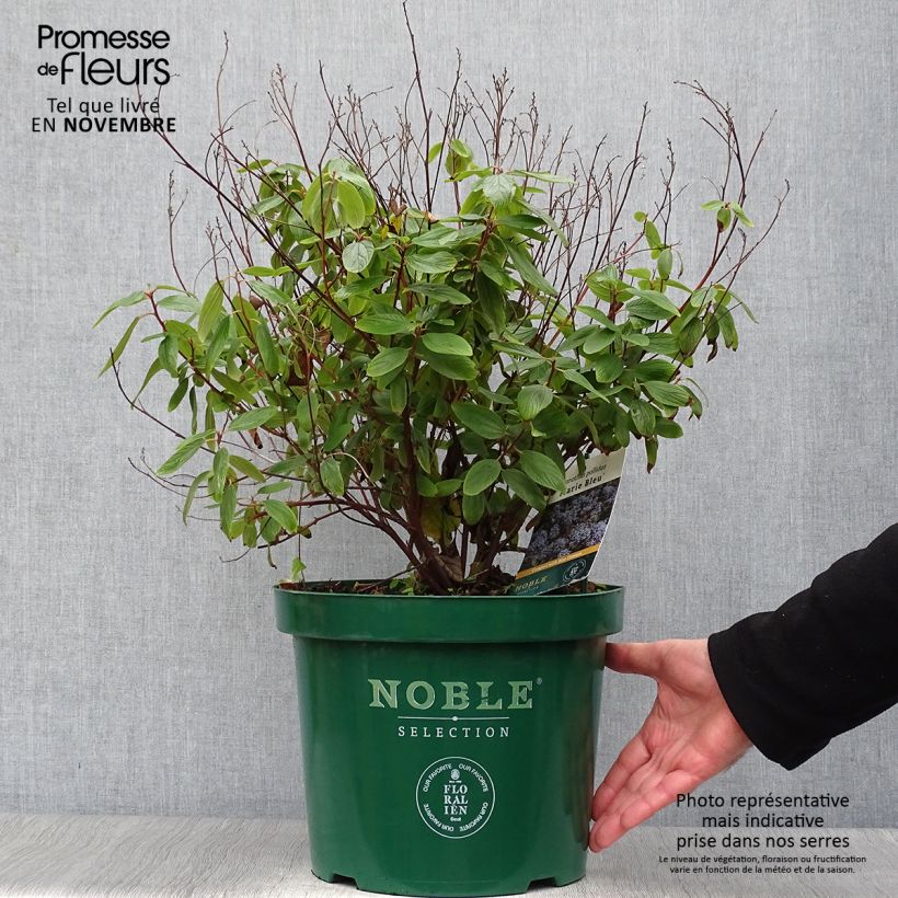 Céanothe pallidus Marie Blue - Lilas de Californie en pot de 7,5L/10L sample as delivered in autumn