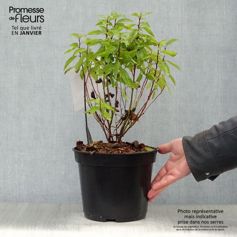 Céanothe pallidus Marie Rose - Lilas de Californie en pot de 3/4L sample as delivered in winter